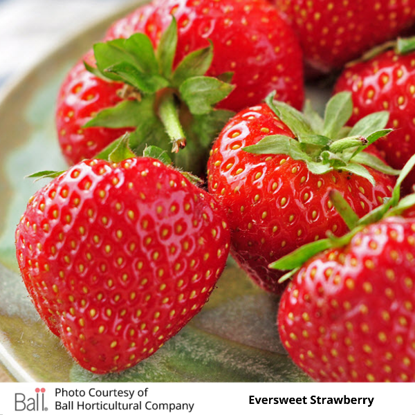 Strawberry Value Pack