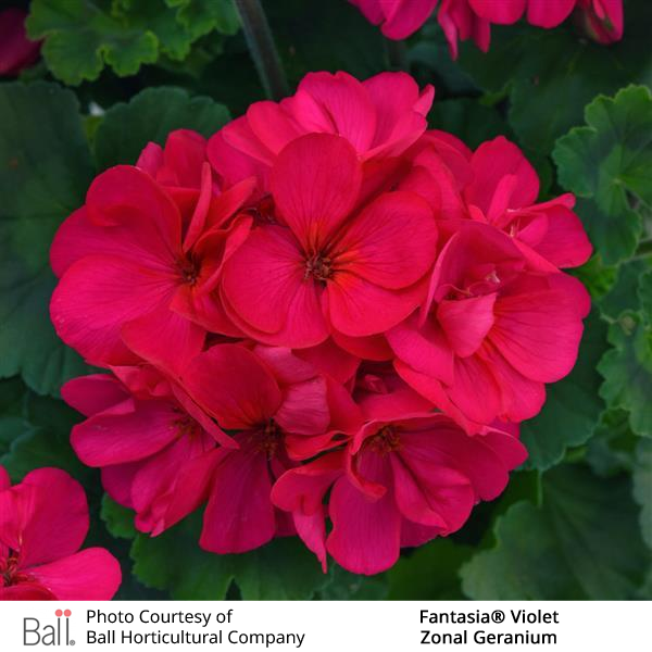 Geranium Zonal Fantasia®
