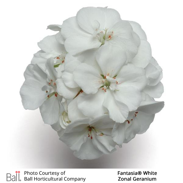 Geranium Zonal Fantasia®