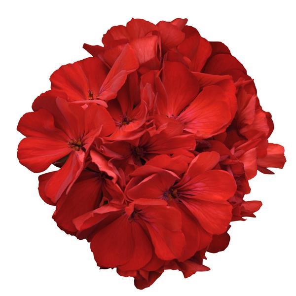 Geranium Zonal Fantasia®