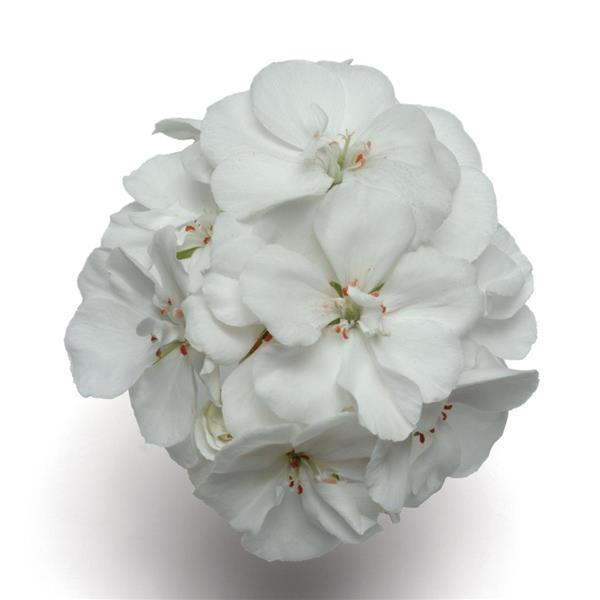 Geranium Zonal Fantasia®