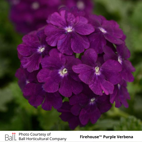 Verbena Firehouse™ Purple