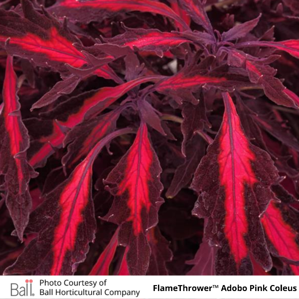 FlameThrower Adobo Pink Coleus