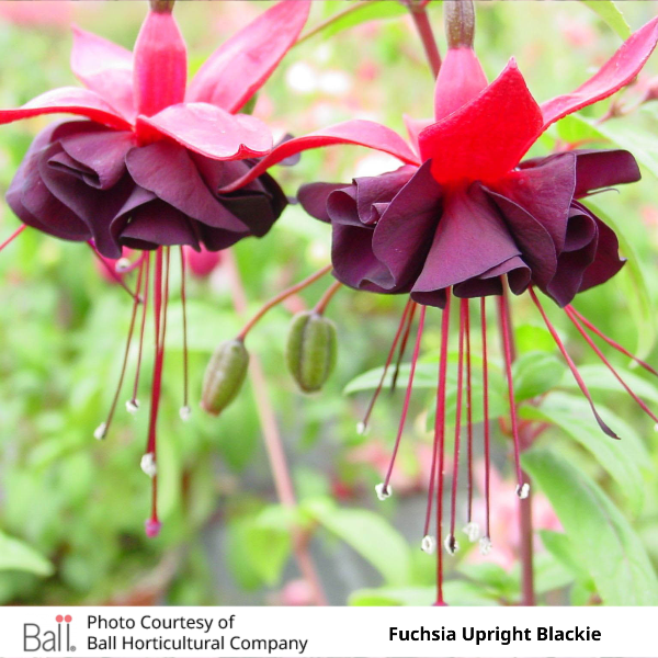 Fuchsia Upright Blackie