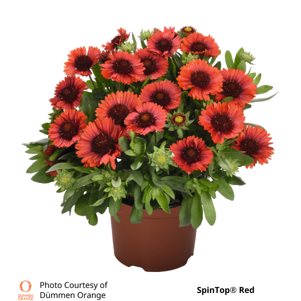 Gaillardia SpinTop®