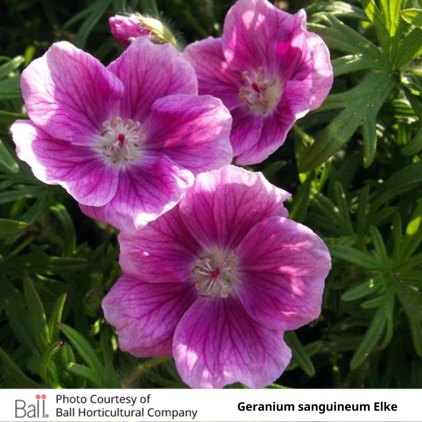 Hardy Geranium 'Cranesbill'