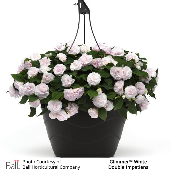 Glimmer™ White Double Impatiens
