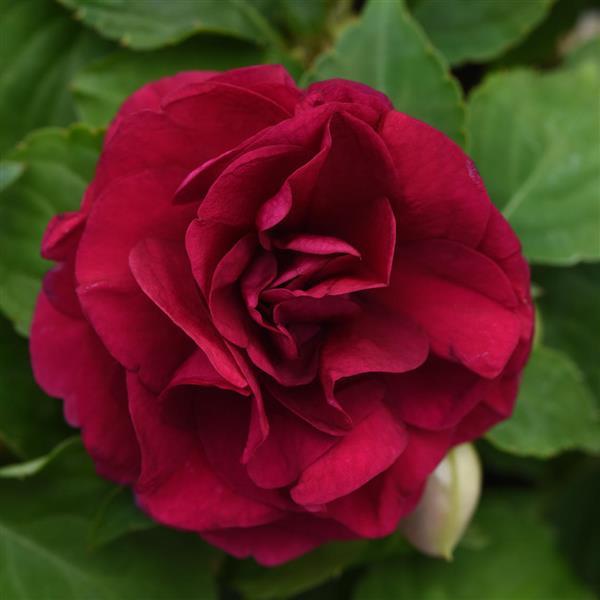 Impatiens Glimmer™ Double