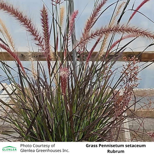 Grass Pennisetum setaceum