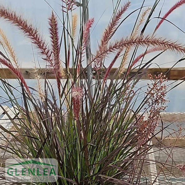 Grass Pennisetum setaceum