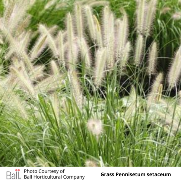 Grass Pennisetum setaceum