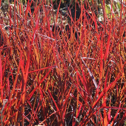 Grass Andropogon 'Red October'