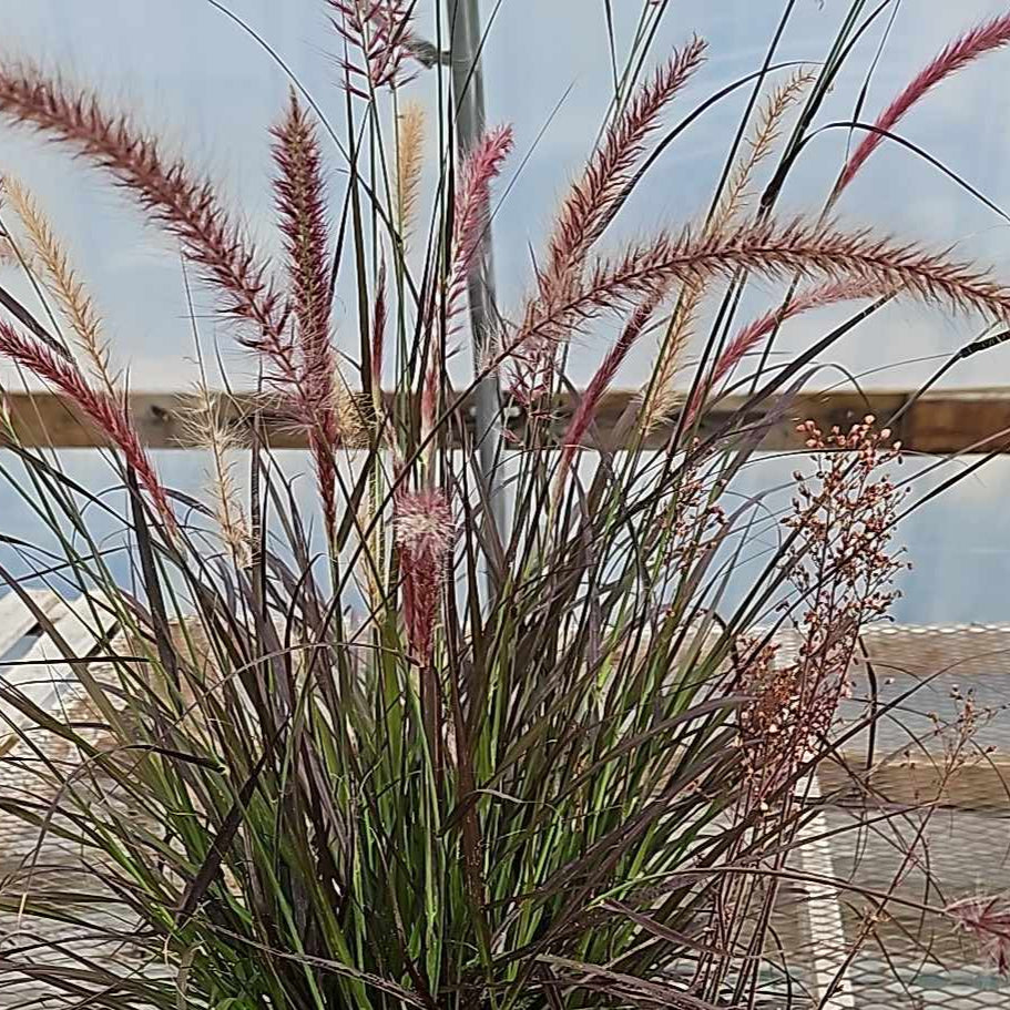 Grass Pennisetum setaceum