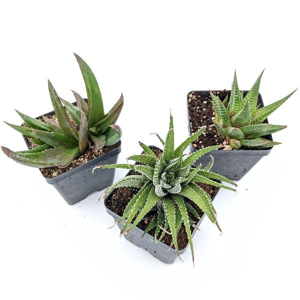 Haworthia Growers Choice