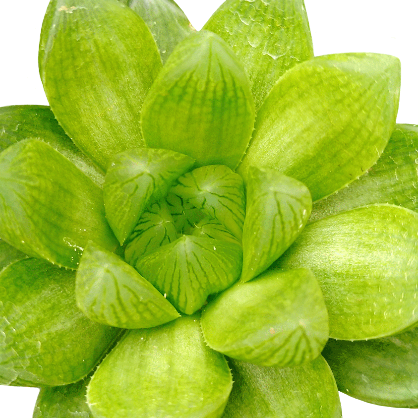 Haworthia Cooperi