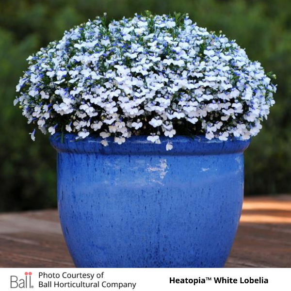 Potted White Heatopia™ Lobelia