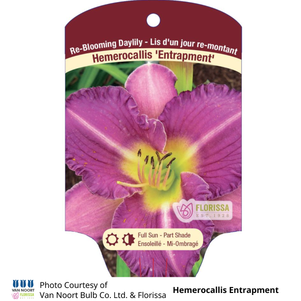 Hemerocallis Entrapment