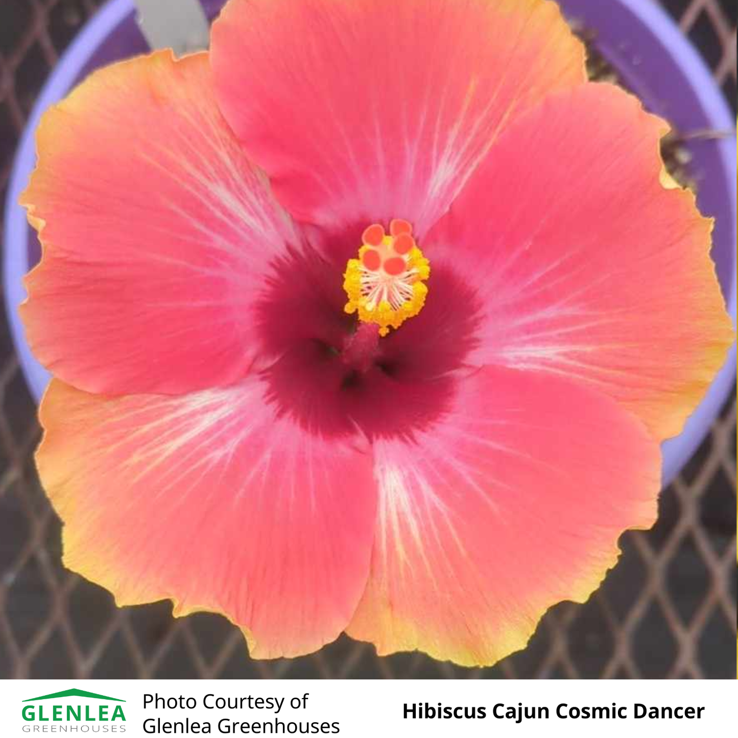 Hibiscus (Tropical)