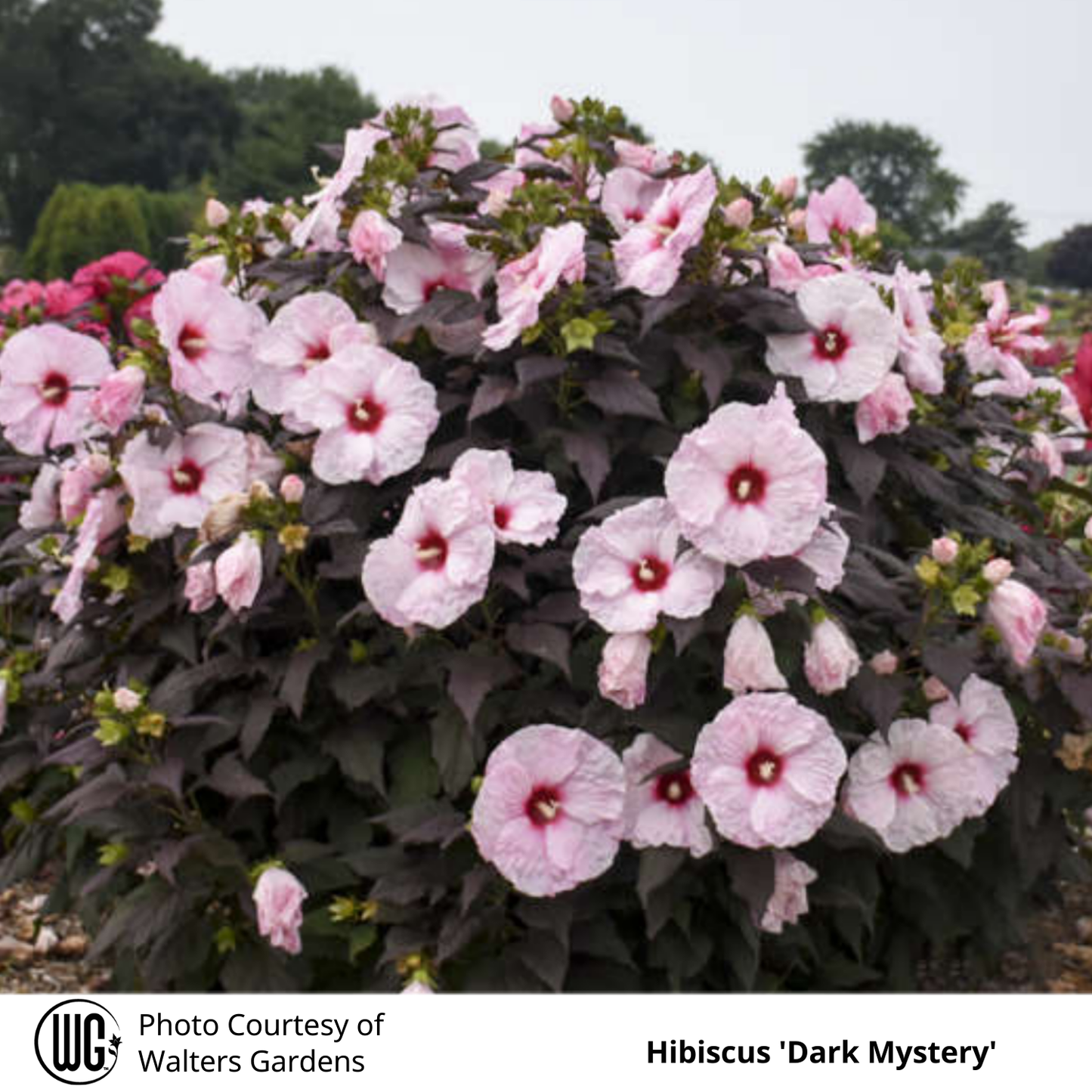 Hibiscus