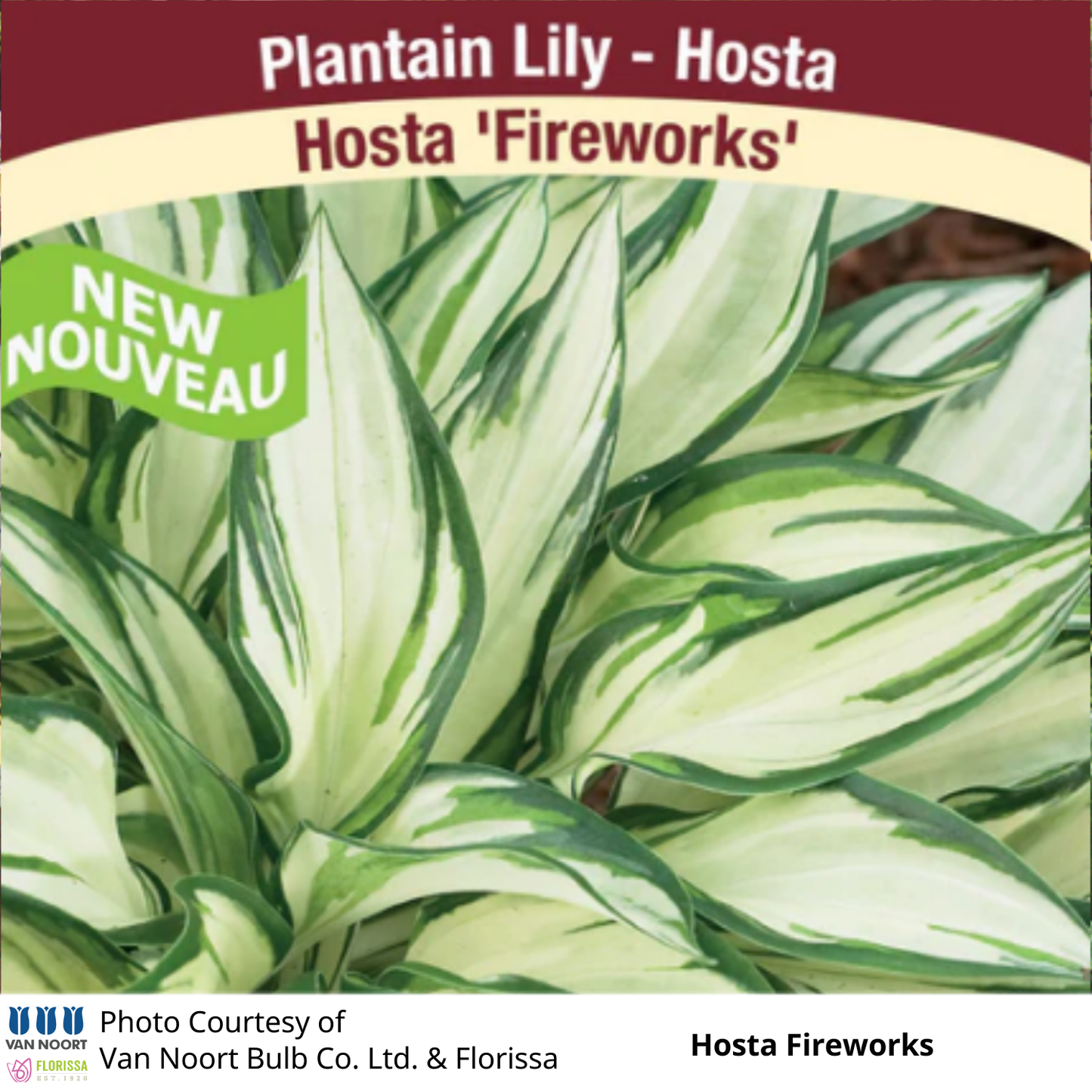 Hosta Fireworks