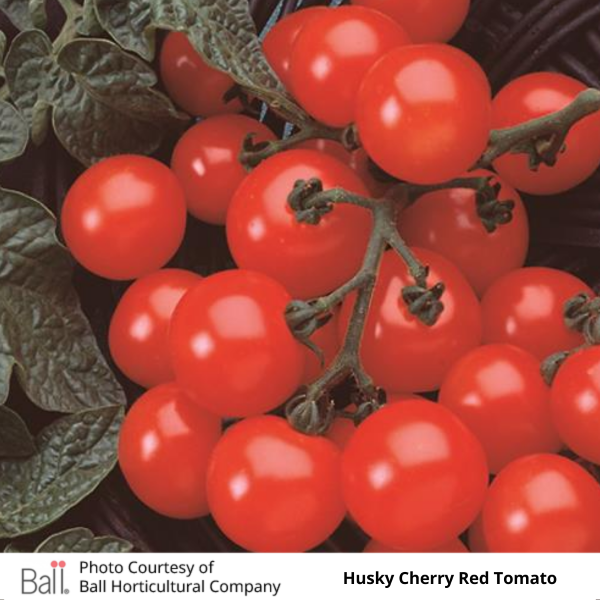 Tomato Husky Cherry 3.5 inch pot