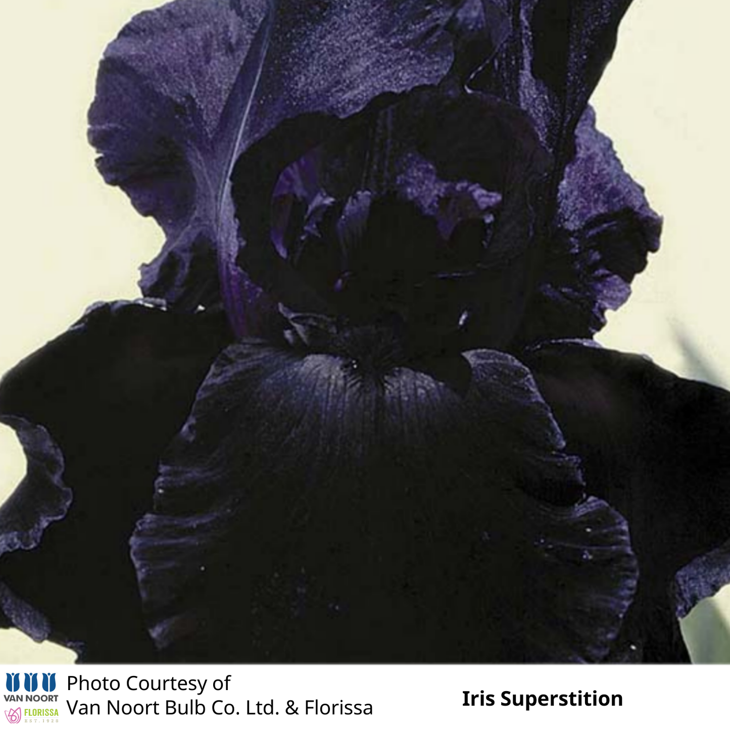 Iris Germanica