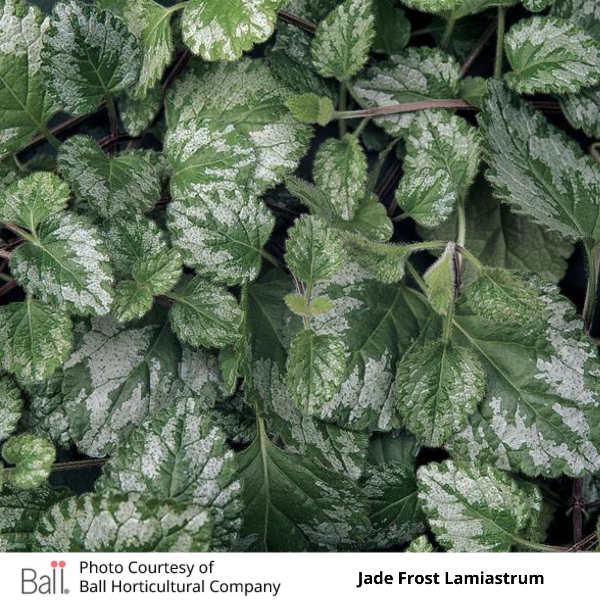 Lamiastrum Jade Frost
