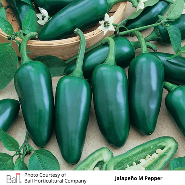 Pepper Jalapeño M 3.5 inch pot