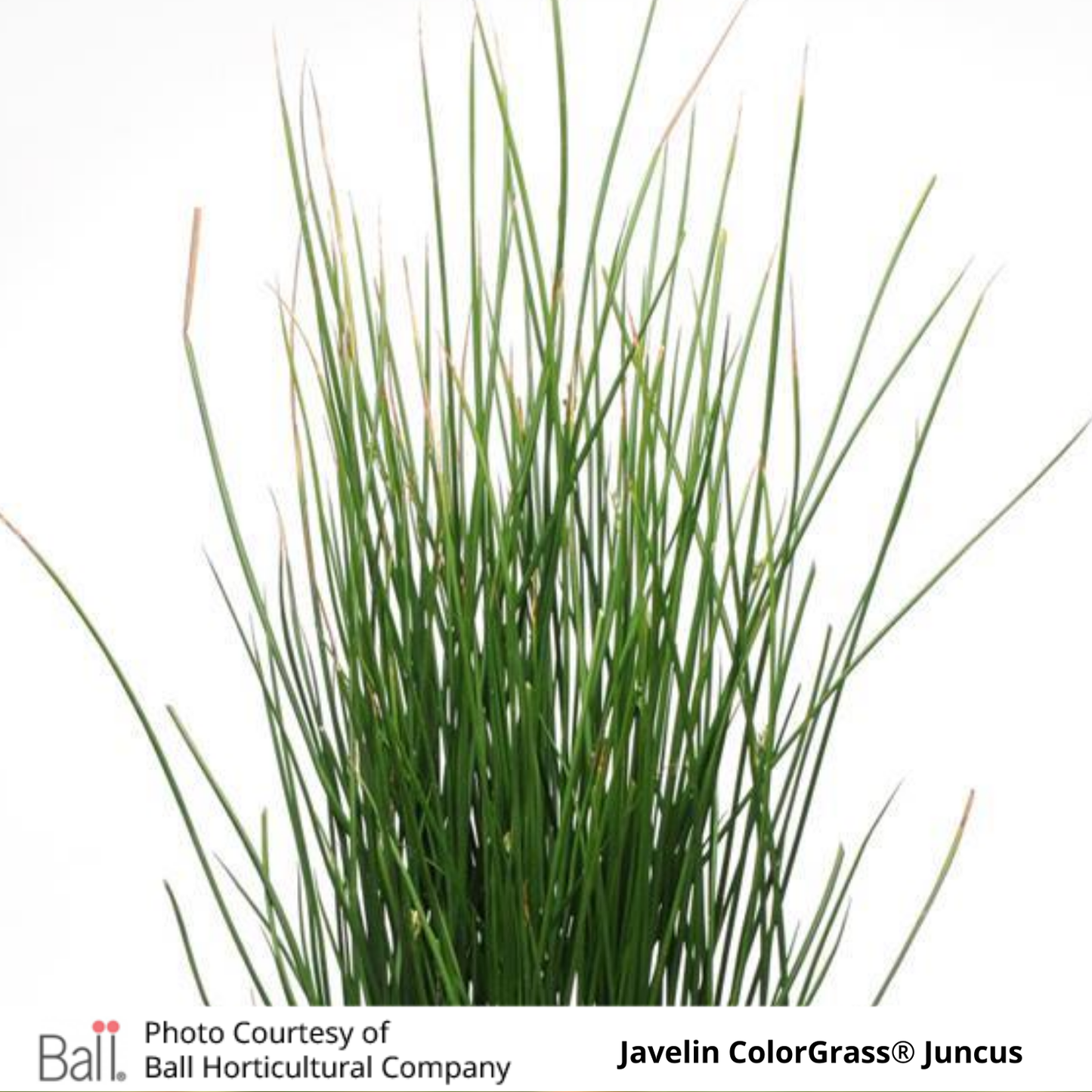 Grass Juncus ColorGrass® Javelin