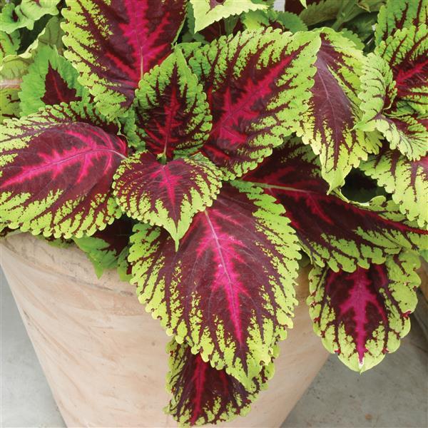 Coleus