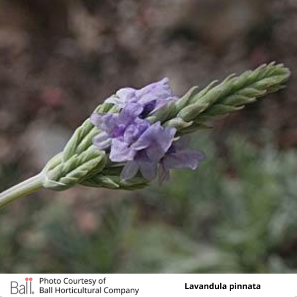 Lavender Pinnata