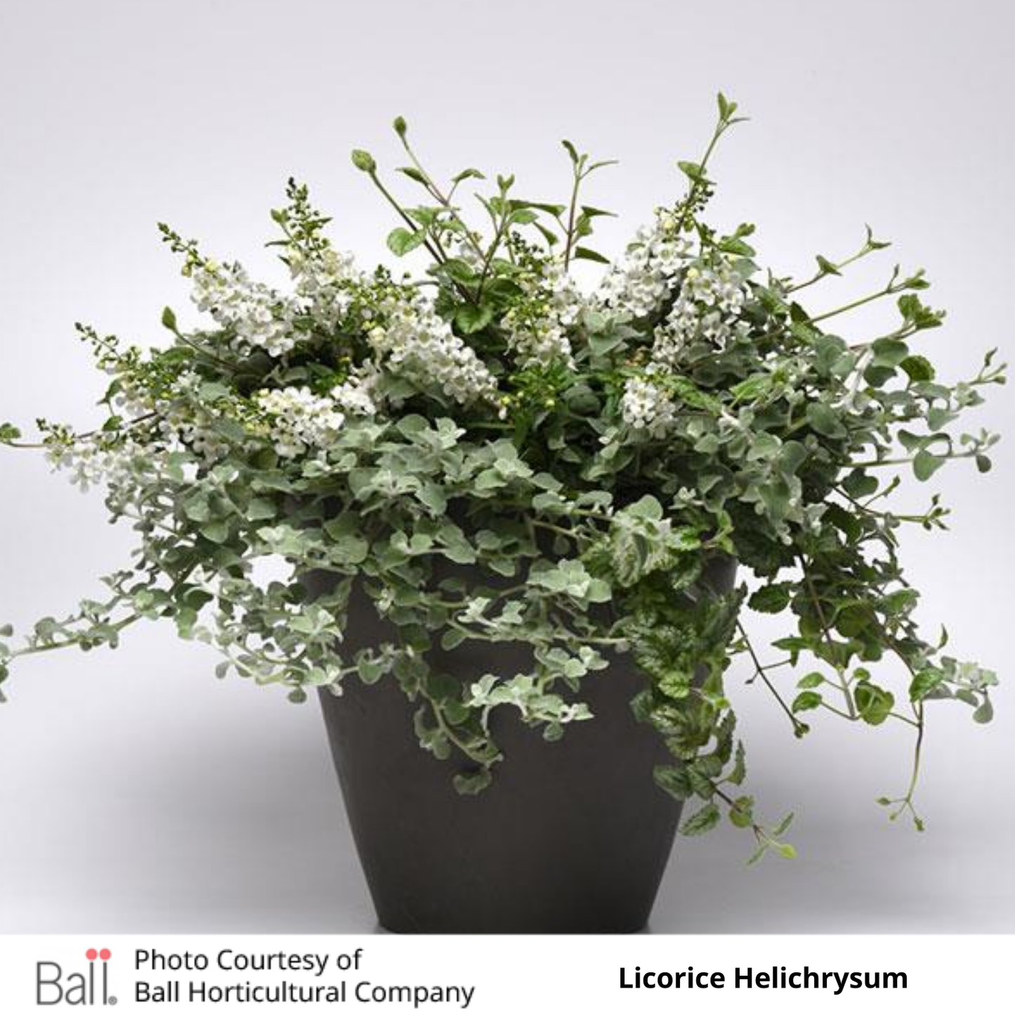 Helichrysum Licorice