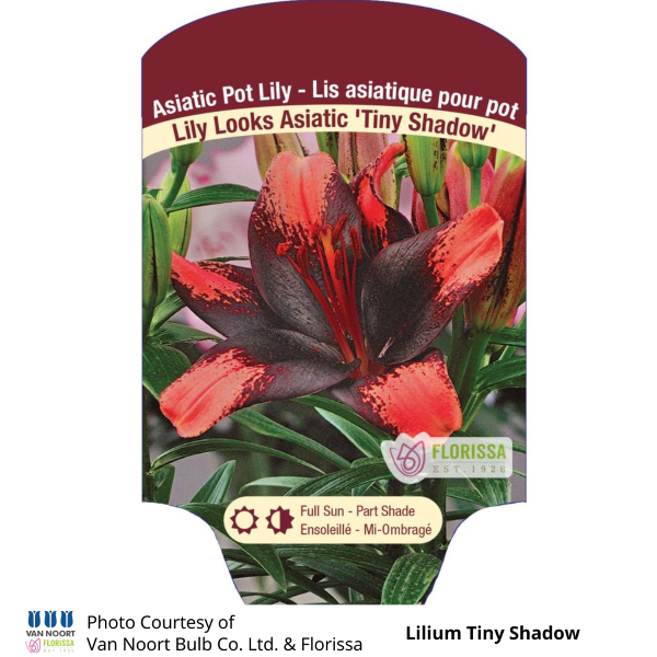 Lilium Tiny Shadow Lily Looks Asiatic