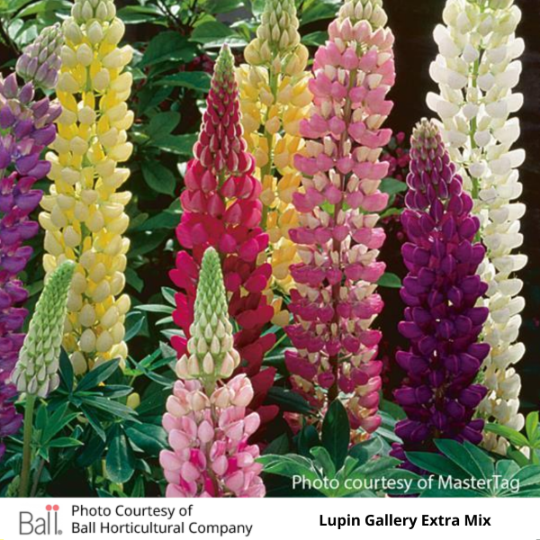 Lupin Gallery Extra