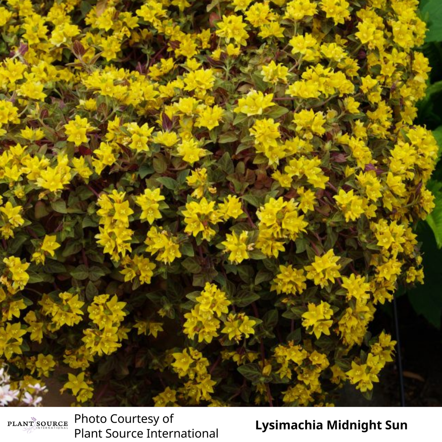 Lysimachia Midnight Sun