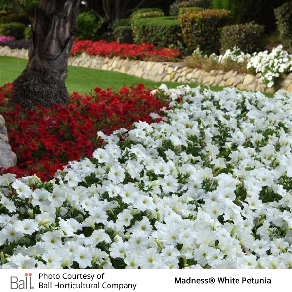 Garden with white petunias