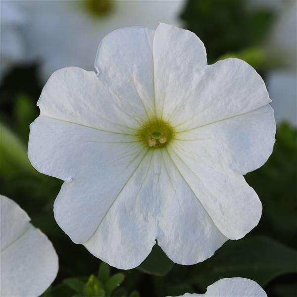 Petunia Madness® Pack