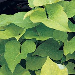Sweet Potato Ipomoea Vine