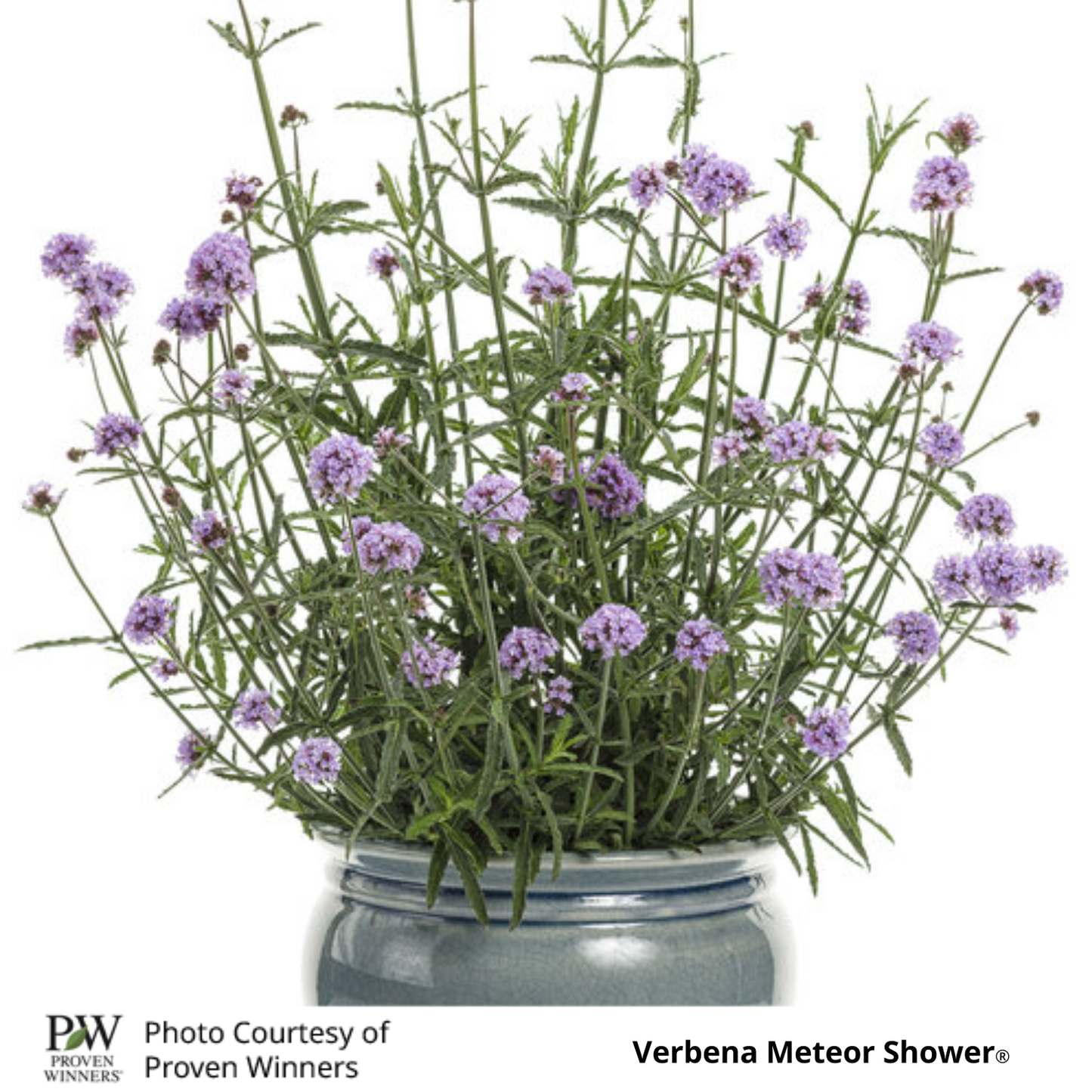 Verbena Meteor Shower®