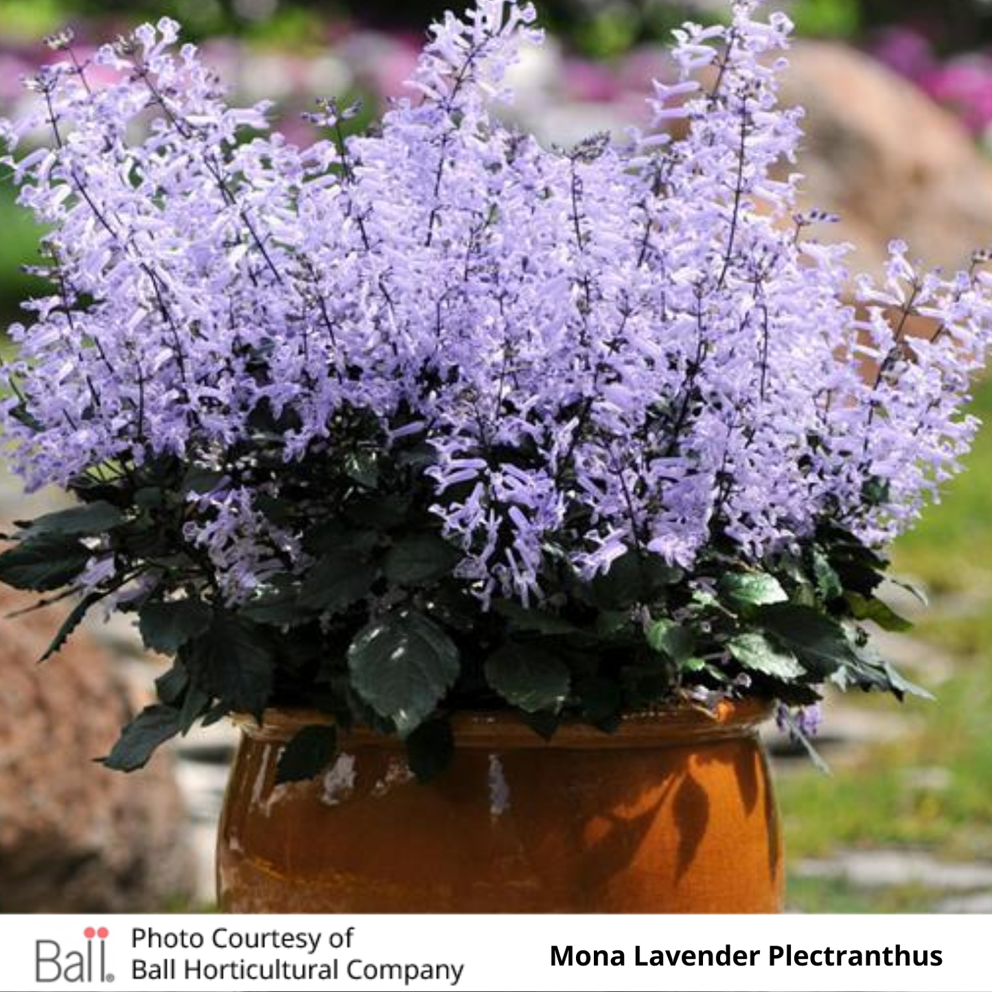 Plectranthus