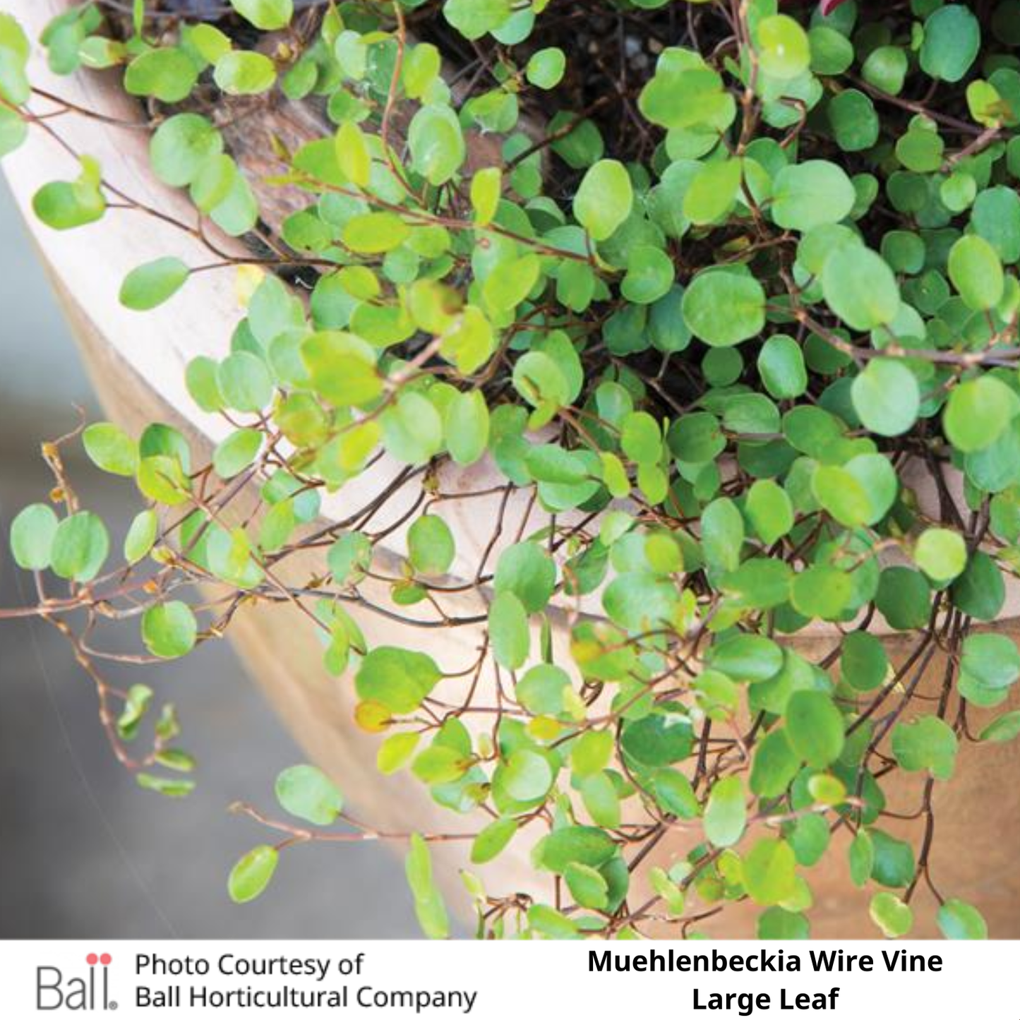 Muehlenbeckia Large Leaf Creeping Wire Vine