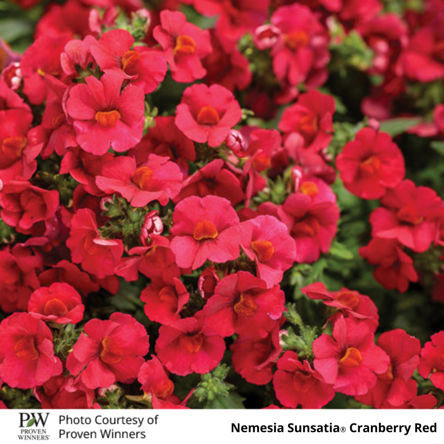 Nemesia Sunsatia®