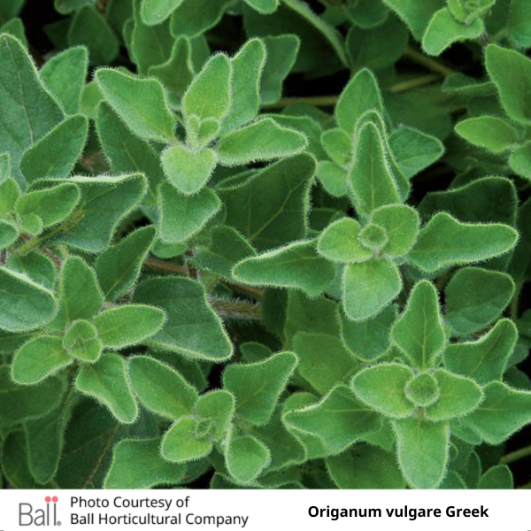 Oregano Greek