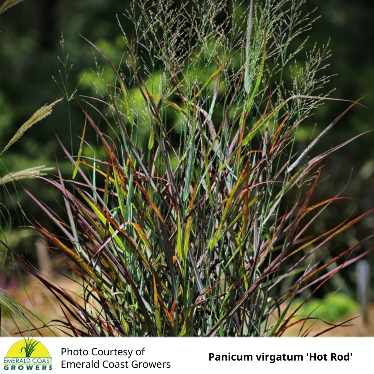 Grass Panicum