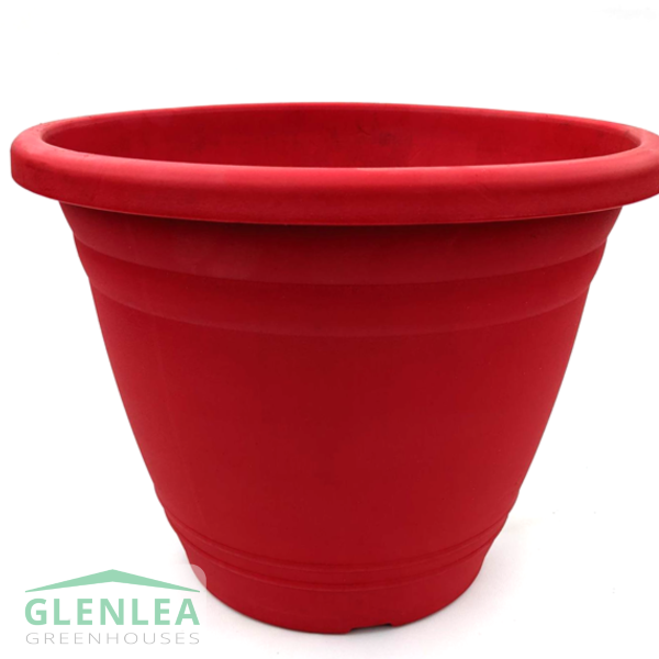 Patio Tomato Beefsteak