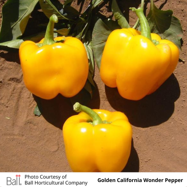 Pepper Golden California Wonder 3.5 inch pot