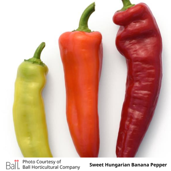 Pepper Hungarian Banana 3.5 inch pot