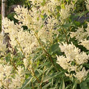 Persicaria polymorpha