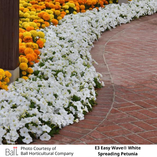 Garden path of Easy Wave® E3 White Petunia