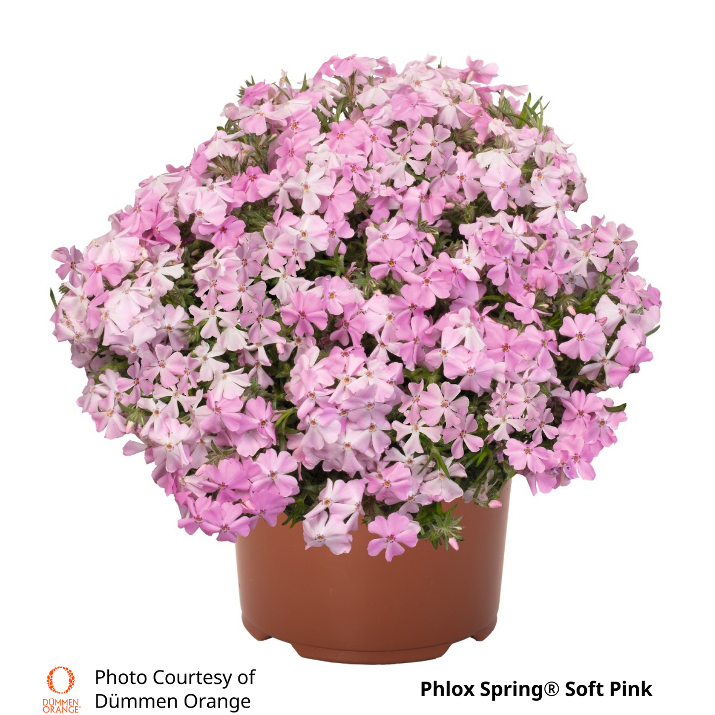 Phlox Spring®